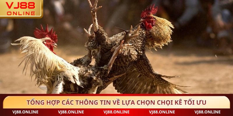 Tổng hợp các thông tin về lựa chọn chọi kê tối ưu